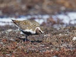 Attēlu rezultāti vaicājumam “Pluvialis apricaria adult”