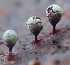 Attēlu rezultāti vaicājumam “Craterium minutum macro”