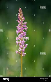 Attēlu rezultāti vaicājumam “Gymnadenia conopsea bud”