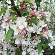 Attēlu rezultāti vaicājumam “Malus x zumi fruit”