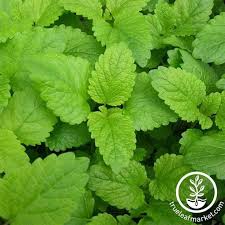 Attēlu rezultāti vaicājumam “Melissa officinalis leaf”