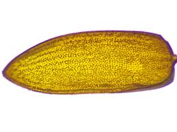 Attēlu rezultāti vaicājumam “Byturus ochraceus”