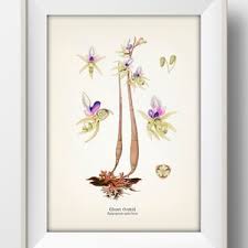 Attēlu rezultāti vaicājumam “Epipogium aphyllum flower”