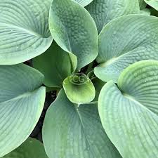 Image result for Hosta sieboldiana 'Elegans'