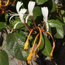 Attēlu rezultāti vaicājumam “Lonicera”