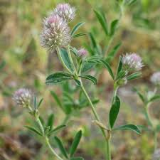 Attēlu rezultāti vaicājumam “Trifolium arvense fruit”