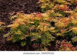 Attēlu rezultāti vaicājumam “Sorbaria sorbifolia bud”