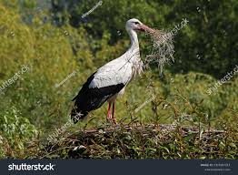 Attēlu rezultāti vaicājumam “Ciconia ciconia adult”