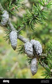 Attēlu rezultāti vaicājumam “Pinus banksiana”