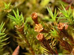Attēlu rezultāti vaicājumam “Polytrichum strictum”