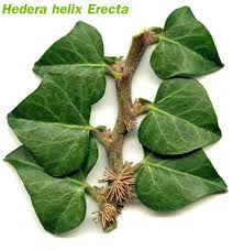 Attēlu rezultāti vaicājumam “Hedera helix  leaf”