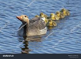 Attēlu rezultāti vaicājumam “Anser anser adult”