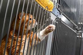 Image result for cat found