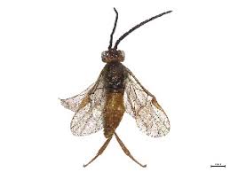 Attēlu rezultāti vaicājumam “Euura brevicornis”