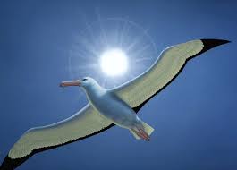 albatro