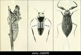 Attēlu rezultāti vaicājumam “Nepa cinerea imago”