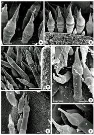 Attēlu rezultāti vaicājumam “Trichia ambigua stalked”