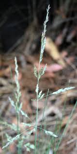 Attēlu rezultāti vaicājumam “Poa angustifolia”