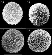 Attēlu rezultāti vaicājumam “Diderma umbilicatum young”