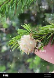 Attēlu rezultāti vaicājumam “Adelges laricis nymph”