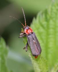 Attēlu rezultāti vaicājumam “Psallus sp. imago”