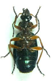 Attēlu rezultāti vaicājumam “Lebia chlorocephala”