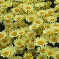 Image result for Anthemis tinctoria