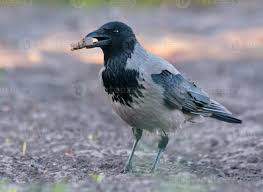 Attēlu rezultāti vaicājumam “Corvus cornix”
