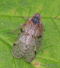 Attēlu rezultāti vaicājumam “Cixius sp.”