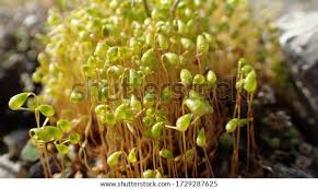 Attēlu rezultāti vaicājumam “Physcomitrium pyriforme sporophyte”