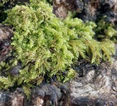 Attēlu rezultāti vaicājumam “Hygrohypnum luridum”