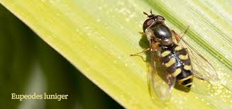 Attēlu rezultāti vaicājumam “Eupeodes nielseni”