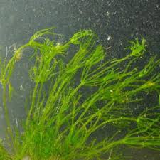 Attēlu rezultāti vaicājumam “Nitella sp.”