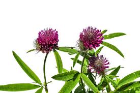 Attēlu rezultāti vaicājumam “Trifolium alpestre flower”