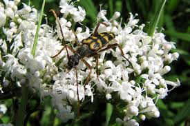 Attēlu rezultāti vaicājumam “Leptura annularis”