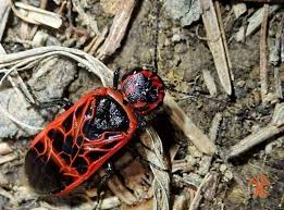 Attēlu rezultāti vaicājumam “Caenolyda reticulata”