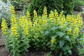 Attēlu rezultāti vaicājumam “Lysimachia punctata flower”