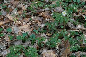 Attēlu rezultāti vaicājumam “Anemone nemorosa leaf”