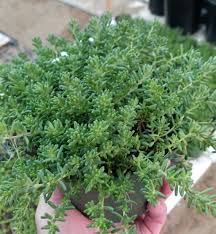 Image result for Sedum album `Coral Carpet`