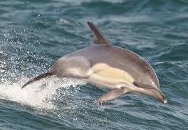 Image result for Delphinus delphis