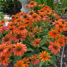Image result for Echinacea Lustre hybrids