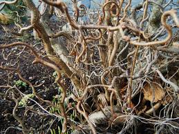 Attēlu rezultāti vaicājumam “Trichia contorta young”