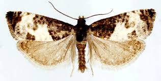 Attēlu rezultāti vaicājumam “Notocelia cynosbatella”