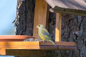 Attēlu rezultāti vaicājumam “Chloris chloris male”