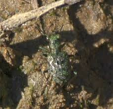 Attēlu rezultāti vaicājumam “Elaphrus cupreus”