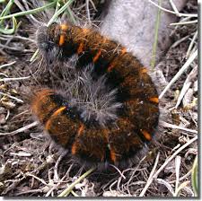 Attēlu rezultāti vaicājumam “Macrothylacia rubi larva”