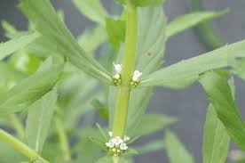 Attēlu rezultāti vaicājumam “Lycogala roseosporum sessile”