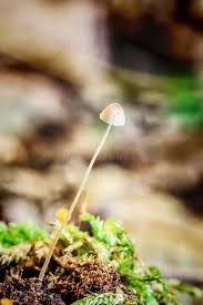 Attēlu rezultāti vaicājumam “Mycena filopes”