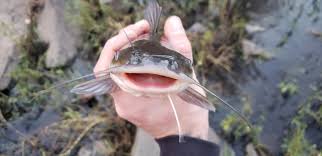 Image result for Ameiurus catus