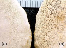 Attēlu rezultāti vaicājumam “Heterobasidion parviporum”